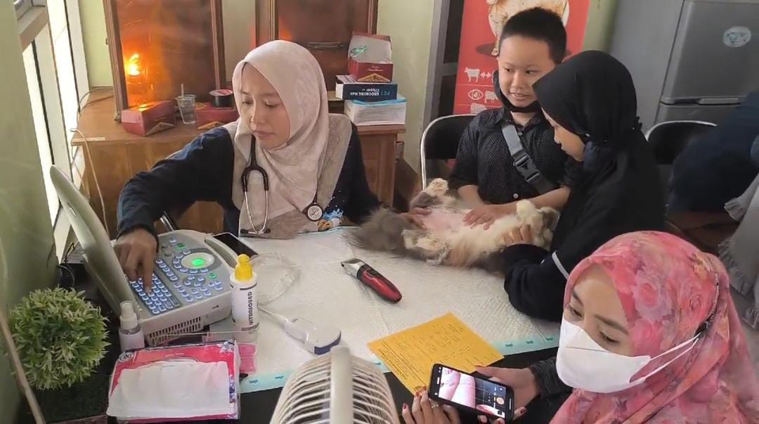 POSYANDU KUCING: Seorang dokter hewan di Ngawi memeriksa kebuntingan seekor kucing menggunakan alat USG. (DPP UNTUK JAWA POS RADAR NGAWI)