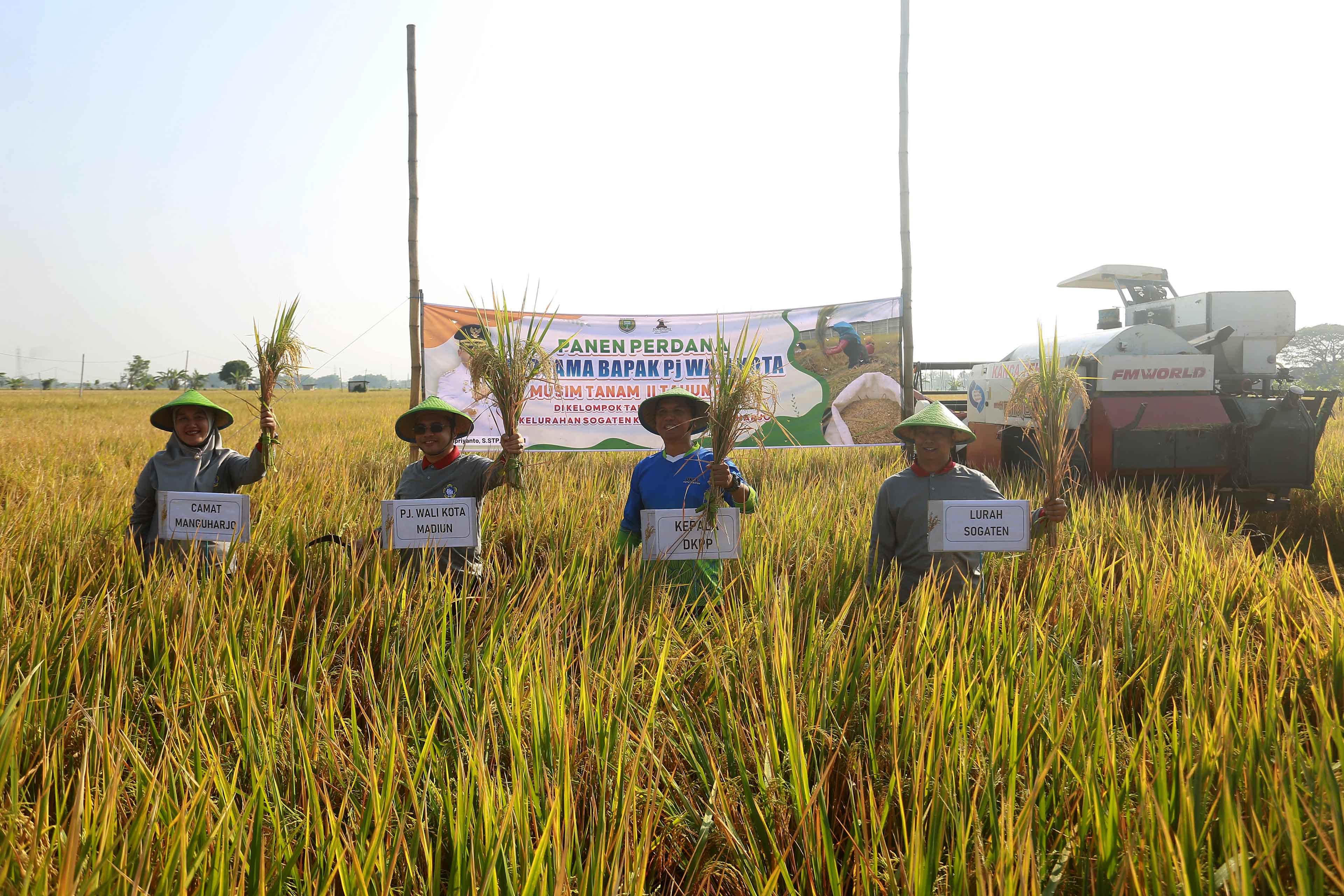 PERTANIAN: Puluhan hektare lahan padi di Kelurahan Sogaten, Manguharjo, panen. (BAGAS BIMANTARA/JAWA POS RADAR MADIUN)