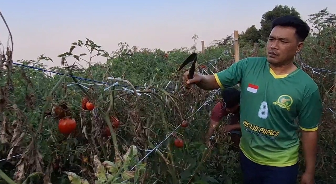 MEMBUSUK: Petani di Kecamatan Sidorejo, Magetan, menelantarkan tanaman tomat hingga membusuk.&nbsp;(AJI PUTRA/RADAR MAGETAN)