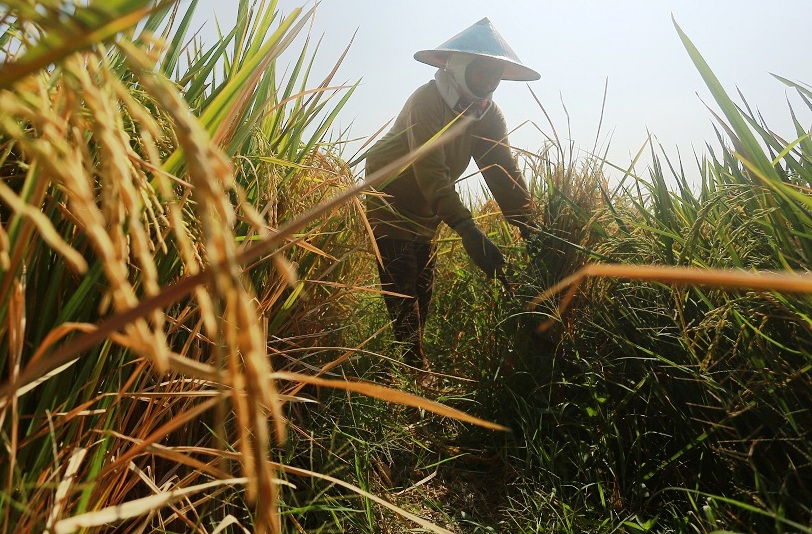 ORA SEBANDHING: Salah siji petani ing Kelurahan Sogaten, Kota Madiun, arep panen. (BAGAS BIMANTARA/RADAR MADIUN)