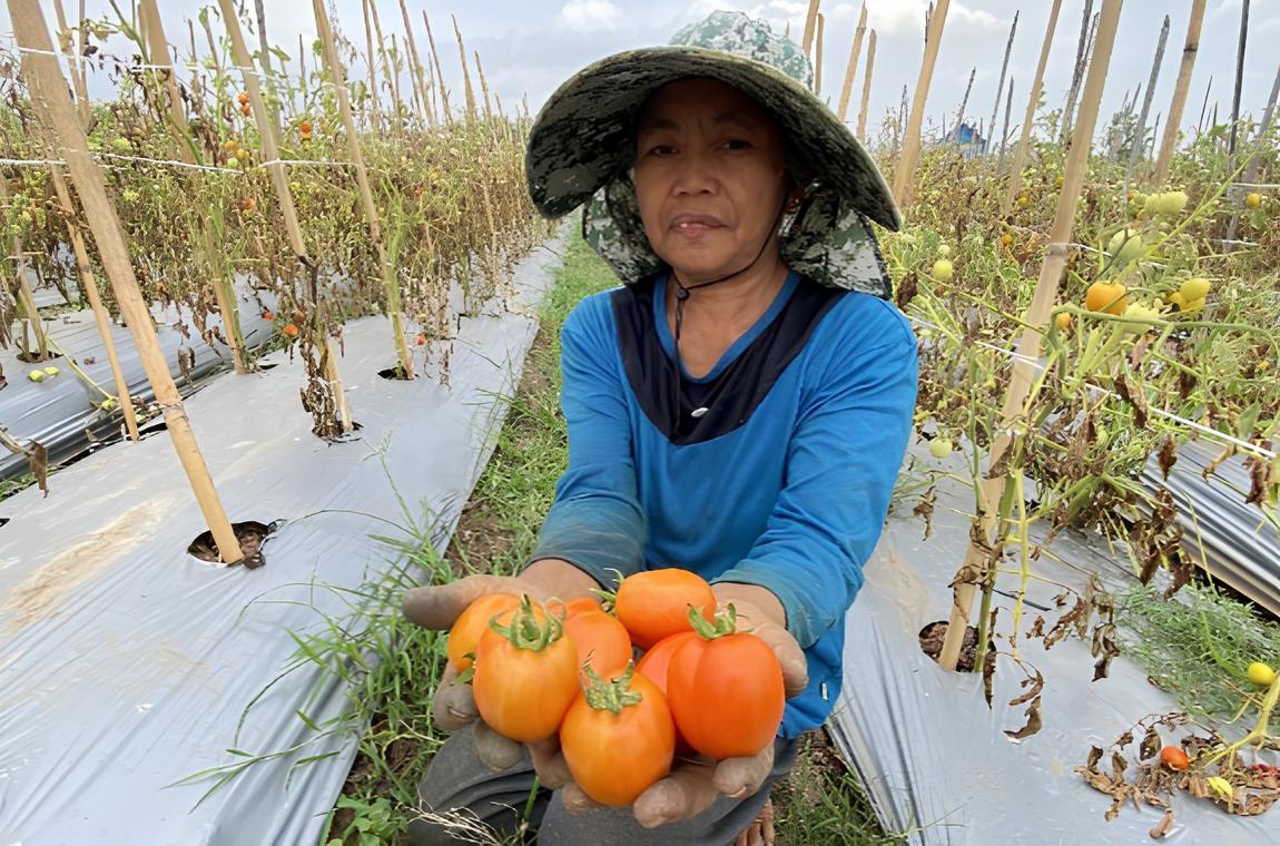 TERLALU MURAH: Harga tomat mengalami anjlok membuat petani di Desa Purworejo, Geger, tidak dapat untung.