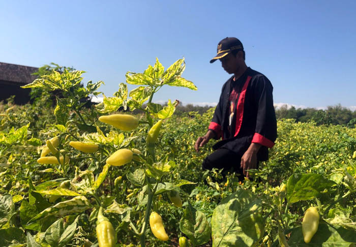 KERITING: Sejumlah petani cabai di Siman mengalami gagal panen usai daun cabai mereka keriting dan menguning akibat serangan virus  gemini atau penyakit kuning.