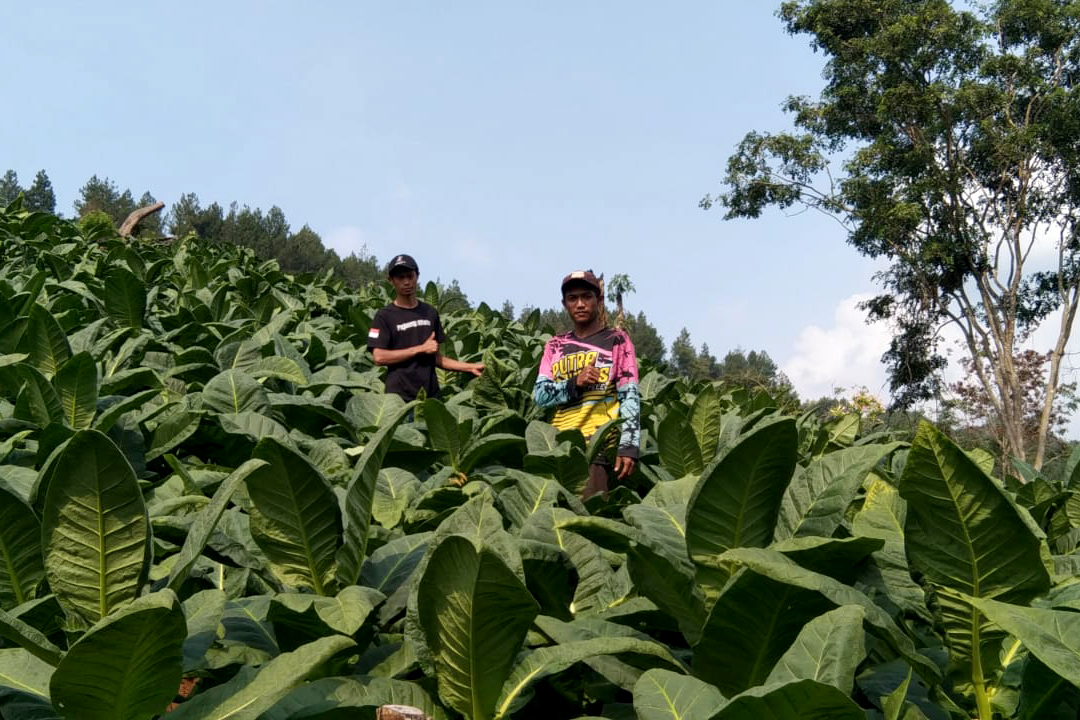 MELUAS: Petani tembakau beraktivitas di ladang Desa Cermo, Kecamatan Kare. (DIAN RAHAYU/RADAR MADIUN)