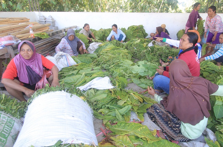 ANA PANGGAWEAN: Petani ing Desa Getasanyar, Kecamatan Sidorejo, Kabupaten Magetan, panen mbako. (AJI PUTRA/RADAR MADIUN)