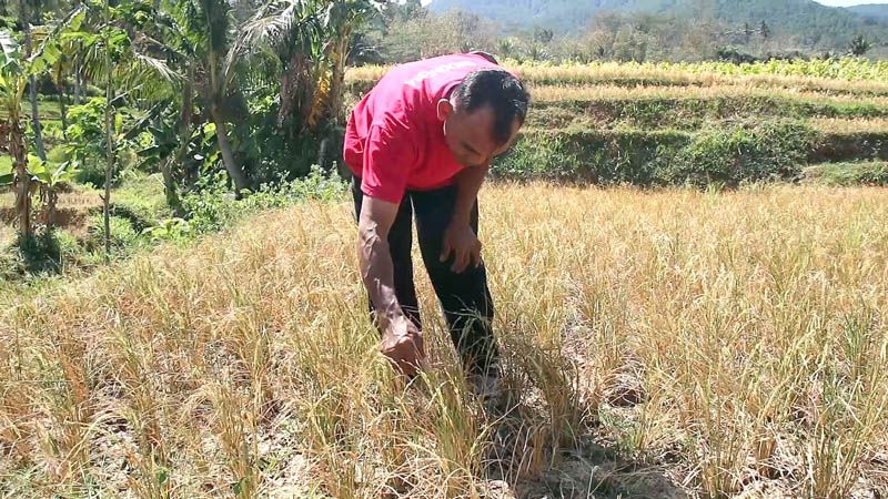 GAGAL PANEN: Tanduran pari ing Desa Klepu, Kecamatan Sooko, Kabupaten Ponorogo, pusa. (DOKUMEN/RADAR MADIUN)