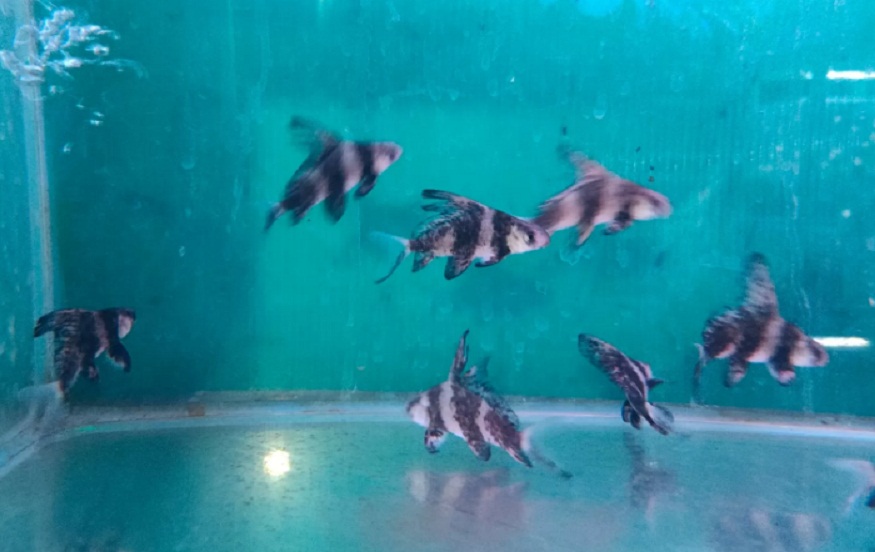 ISIH LARANG: Ikan Hias Chinese High Fin Iwak Primitif sing arang-arang ana ing pasaran. (DOKUMEN/RADAR SOLO)