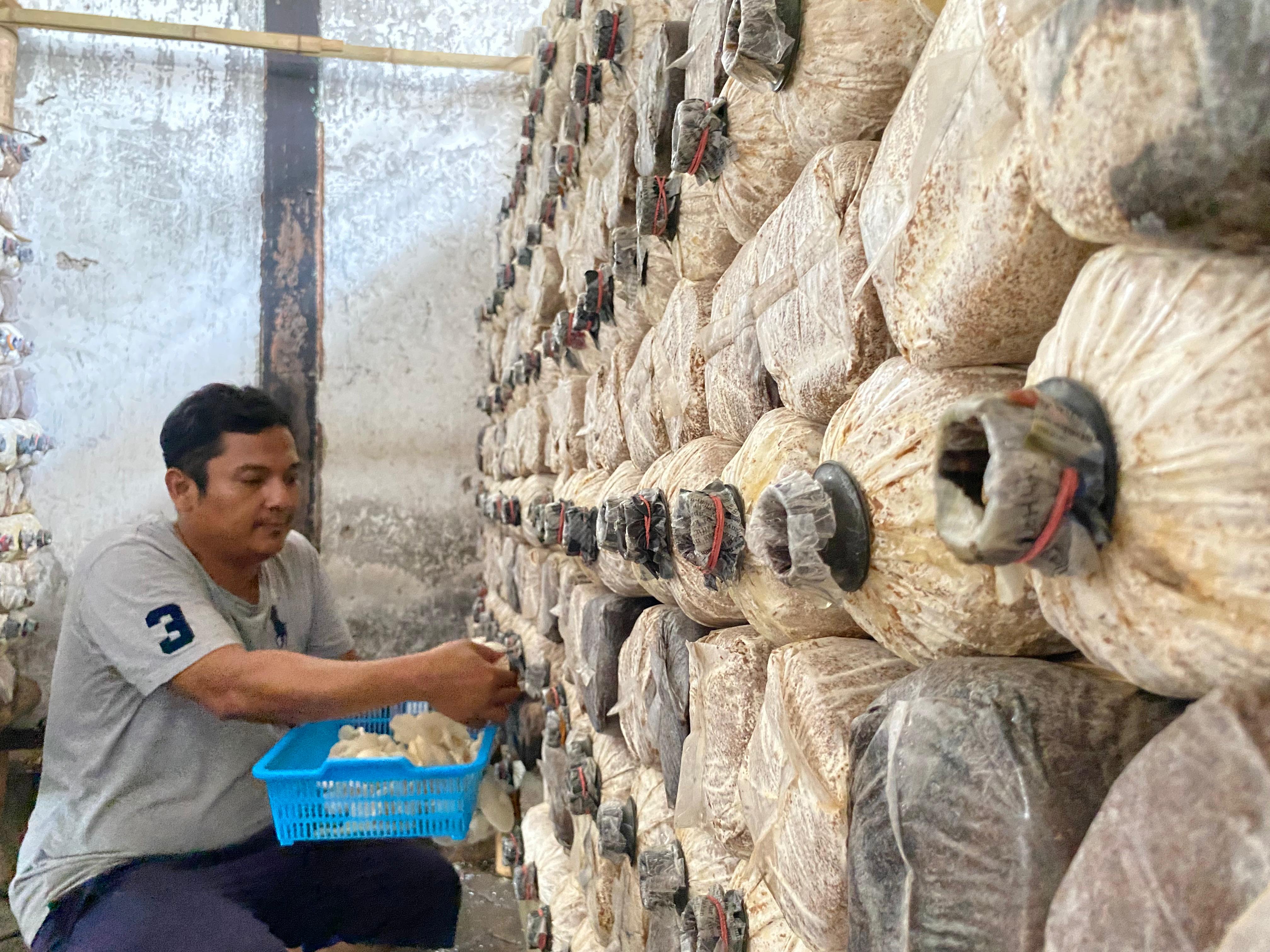 Warga binaan Lapas Kelas I Madiun panen jamur tiram. (ISTIMEWA)