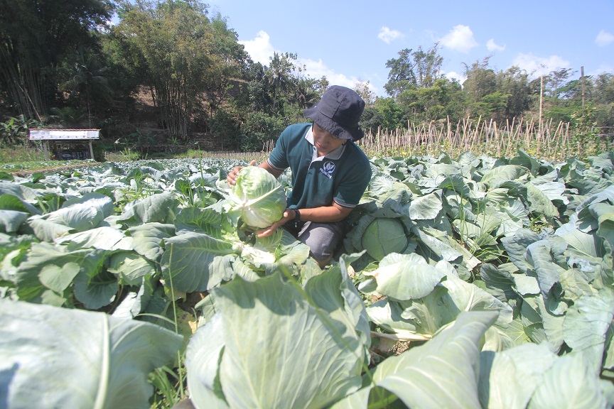 KUDU CERDAS: Salah seorang petani hortikultara di Kecamatan Plaosan, Kabupaten Madgetan. (DOKUMEN/RADAR MADIUN)