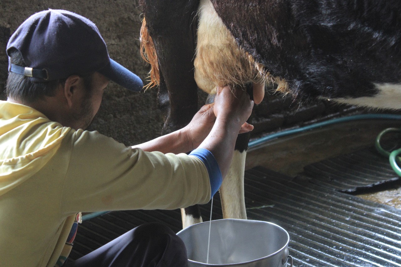 ILUSTRASI FOTO: Peternak sapi perah di KSL Sarangan sedang memerah susu.