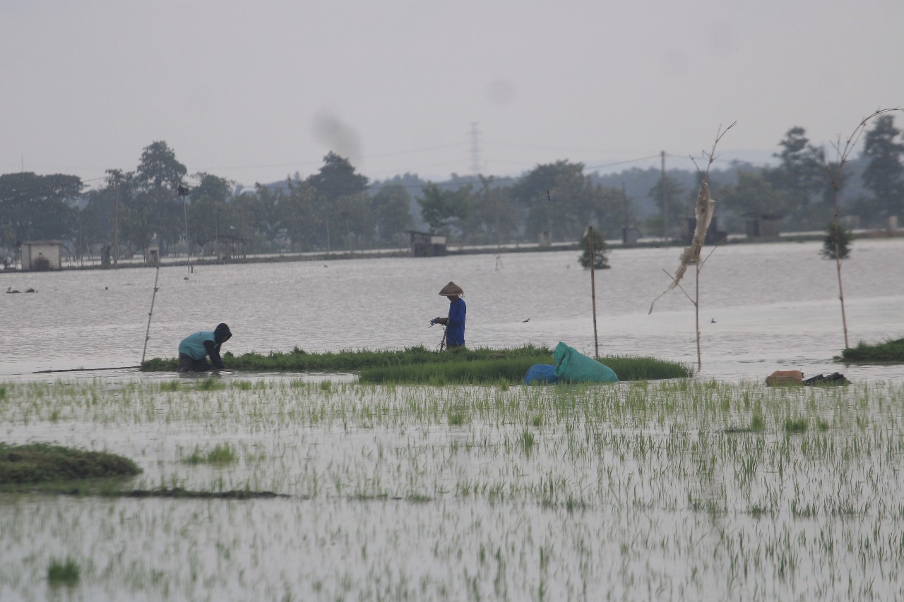 PETANI RUGI : Lahan persawahan di Desa Jajar, Kecamatan Kartoharjo, terendam banjir, Senin (16/12).