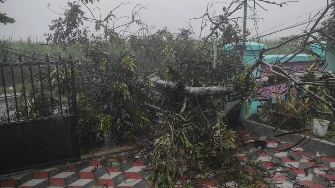 BENCANA HIDROMETEOROLOGI: Pohon tumbang menimpa pagar rumah warga di Jalan Terate pada Minggu (22/12) lalu. (ISTIMEWA)