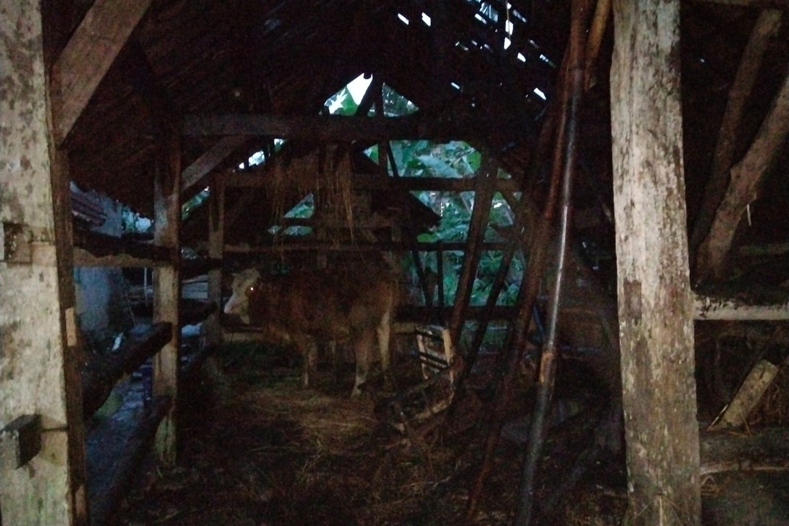 GOSONG: Kondisi kandang sapi di Dusun Klepu, Desa/Kecamatan Punung setelah terbakar, Kamis lalu.