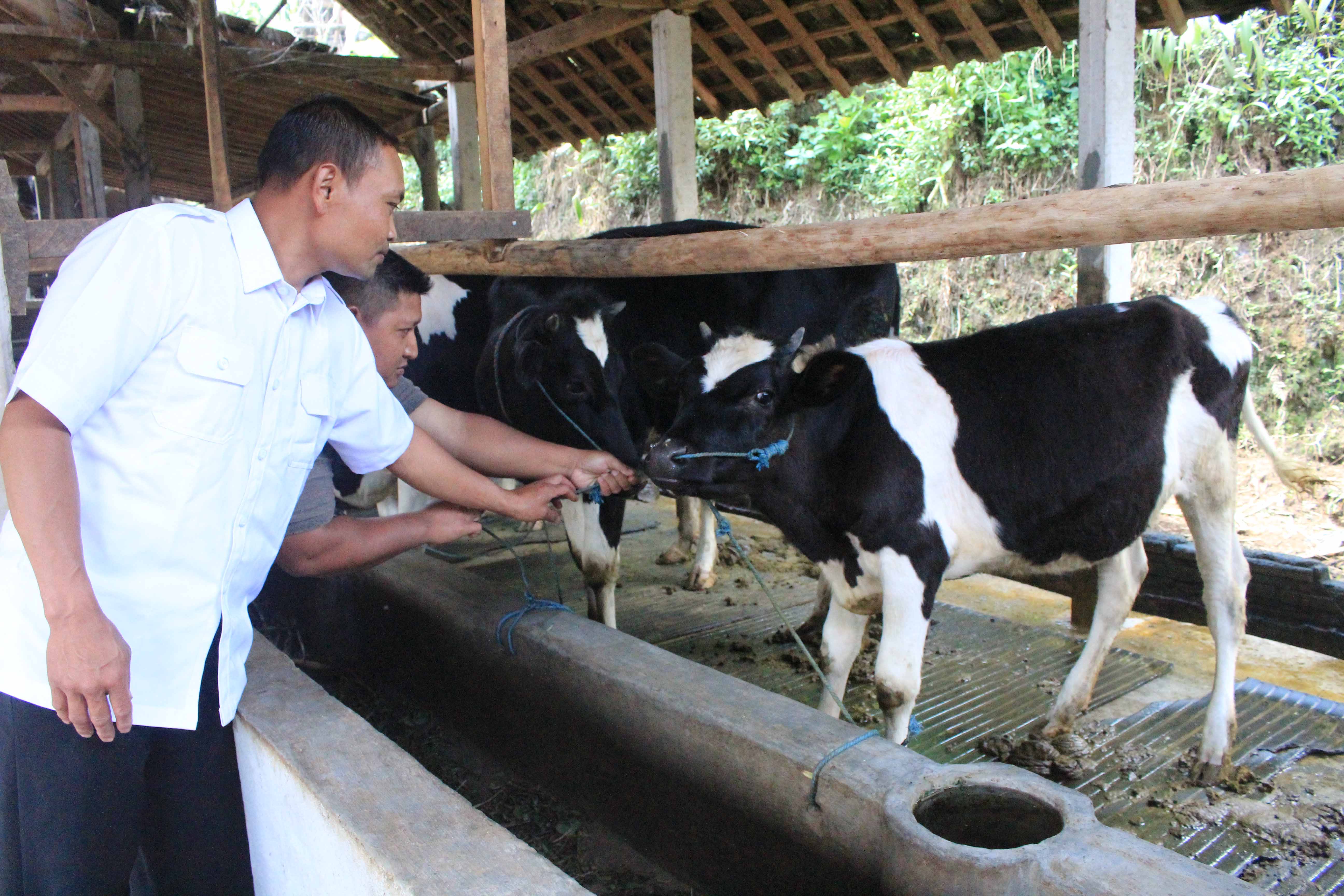 Ilustrasi Foto : Populasi dan produktivitas sapi perah di Kec. Pudak, Ponorogo berangsur pulih pasca PMK mewabah 2022 lalu.