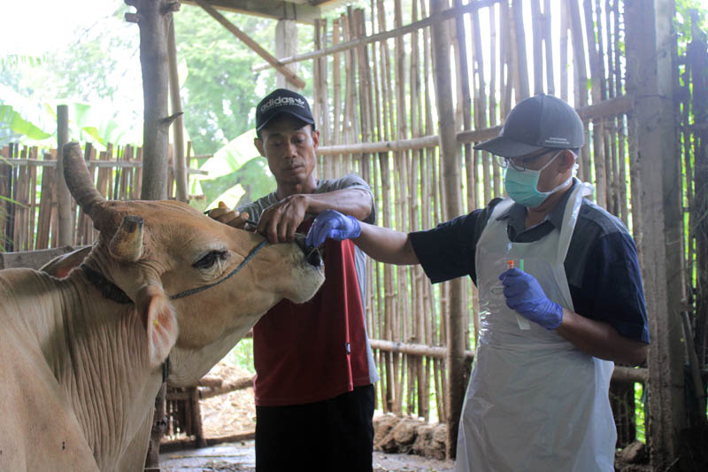 TES: Kementan mengambil sampel darah beberapa ekor sapi yang ada di Desa Kedungguwo, Sukomoro, Magetan untuk dilakukan uji laboratorium.