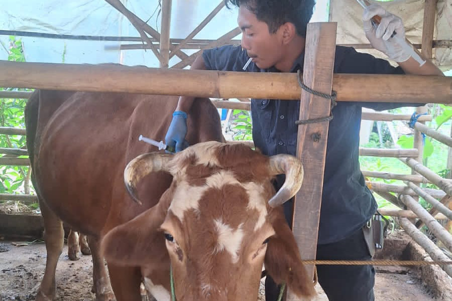 BERUPAYA: Petugas DKPP Pacitan memeriksa ternak sapi warga untuk mencegah penyebaran penyakit mulut dan kuku yang mulai mewabah.