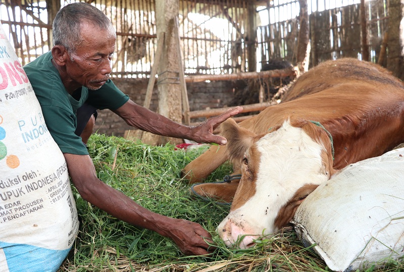 LEMAS: Sapi milik Kayun, warga Desa Jimbe, Jenangan, Ponorogo, diduga terpapar virus PMK.