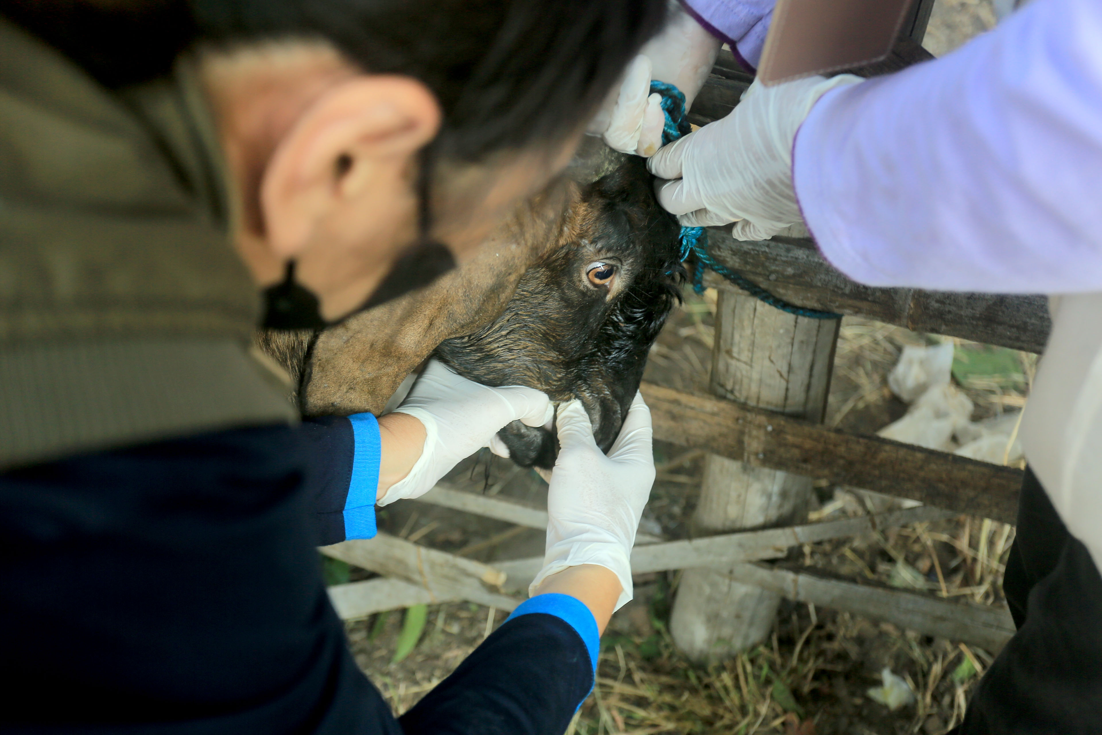 WASPADA PMK: Petugas dari DKPP Kota Madiun melakukan pemeriksaan kondisi kesehatan hewan. (DOK RADAR MADIUN)