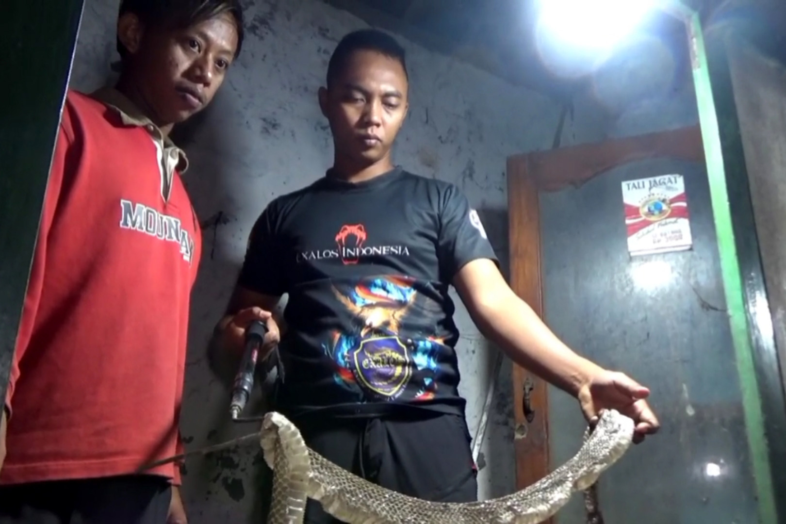 DITANGKAP: Relawan Exalos Indonesia dan Sosial Madiun saat menangkap ular kobra yang bersarang di rumah warga Desa Bulakrejo, Kecamatan Balerejo, Senin malam.