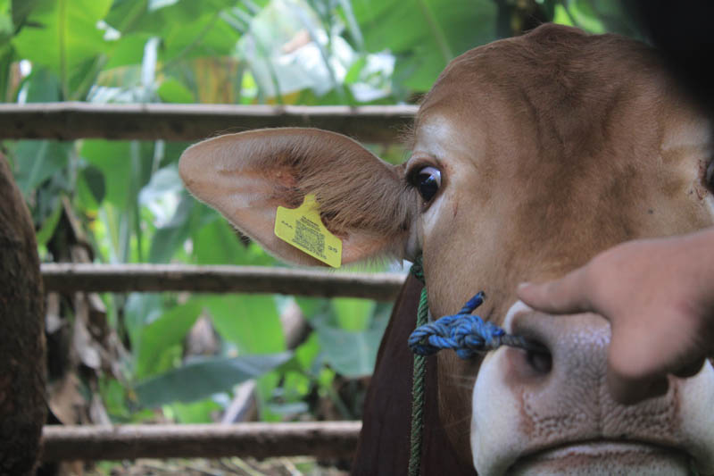 PENYAKIT: Sapi pedaging menjadi salah satu jenis sapi yang mudah terserang wabah penyakit mulut dan kuku (PMK). Dispertahankan Ponorogo gelar vaksinasi hewan ternak.