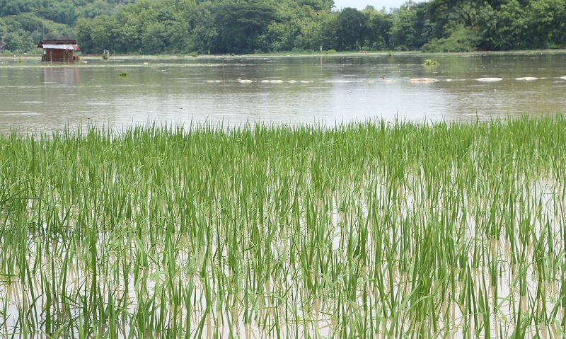 TERGENANG: Anak sungai Bengawan Solo meluap, lahan pertanian&nbsp;di&nbsp;Desa Purworejo, Balong, Ponorogo&nbsp;dan sekitarnya&nbsp;terendam air banjir, Kamis 22 Januari 2025.&nbsp;