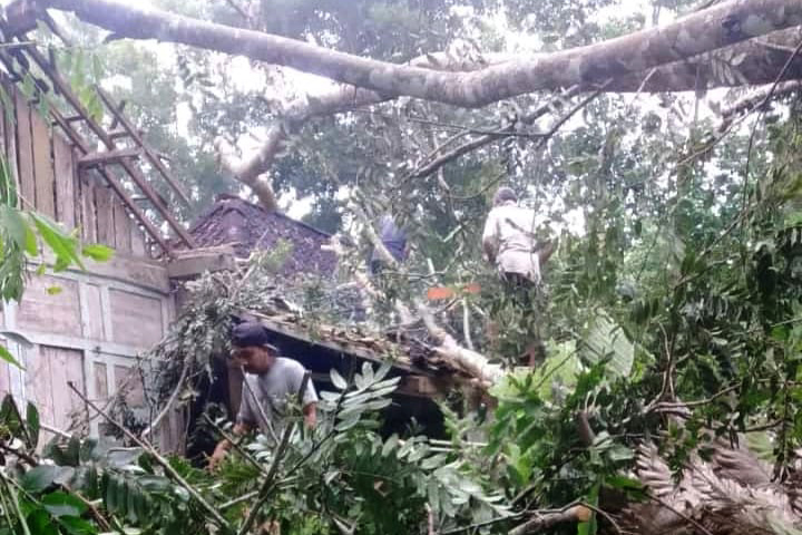 BENCANA: Pohon tumbang yang menimpa rumah warga Desa/Kecamatan Donorojo, Kamis sore lalu.