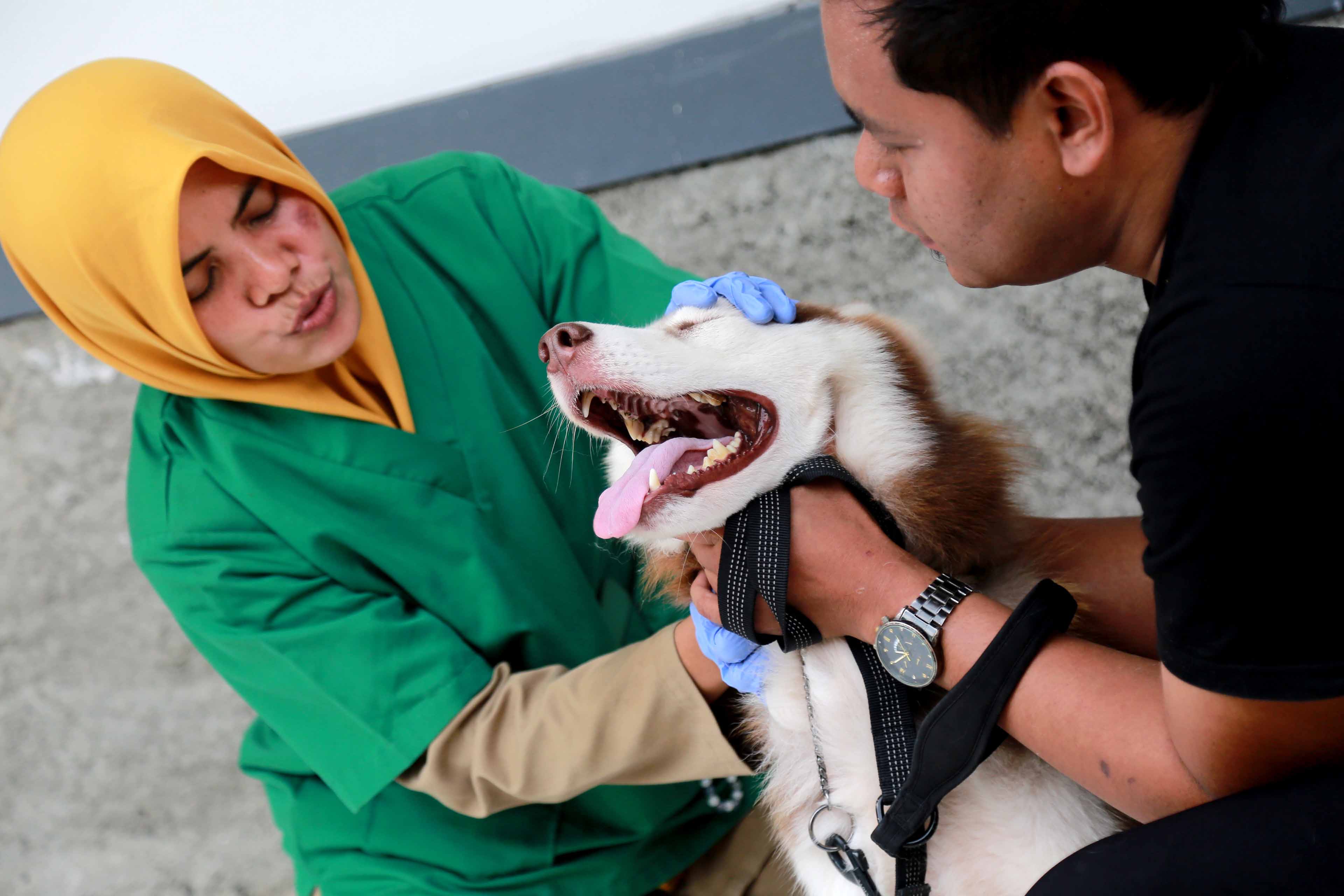 ANIMALS: Beberapa hewan peliharaan seperti kucing, anjing, ular dan reptil mendapatkan layanan pemeriksaan kesehatan di kantor DKPP Kota Madiun kemarin (3/2). (FOTO-FOTO: BAGAS BIMANTARA/RADAR MADIUN)