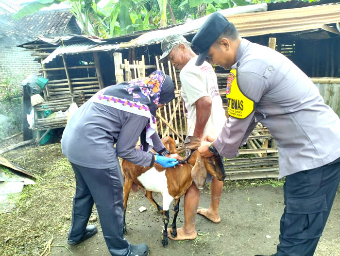 PENCEGAHAN: Tim dokter hewan DPP Ngawi menyuntik vaksin PMK ke salah satu ternak sapi.