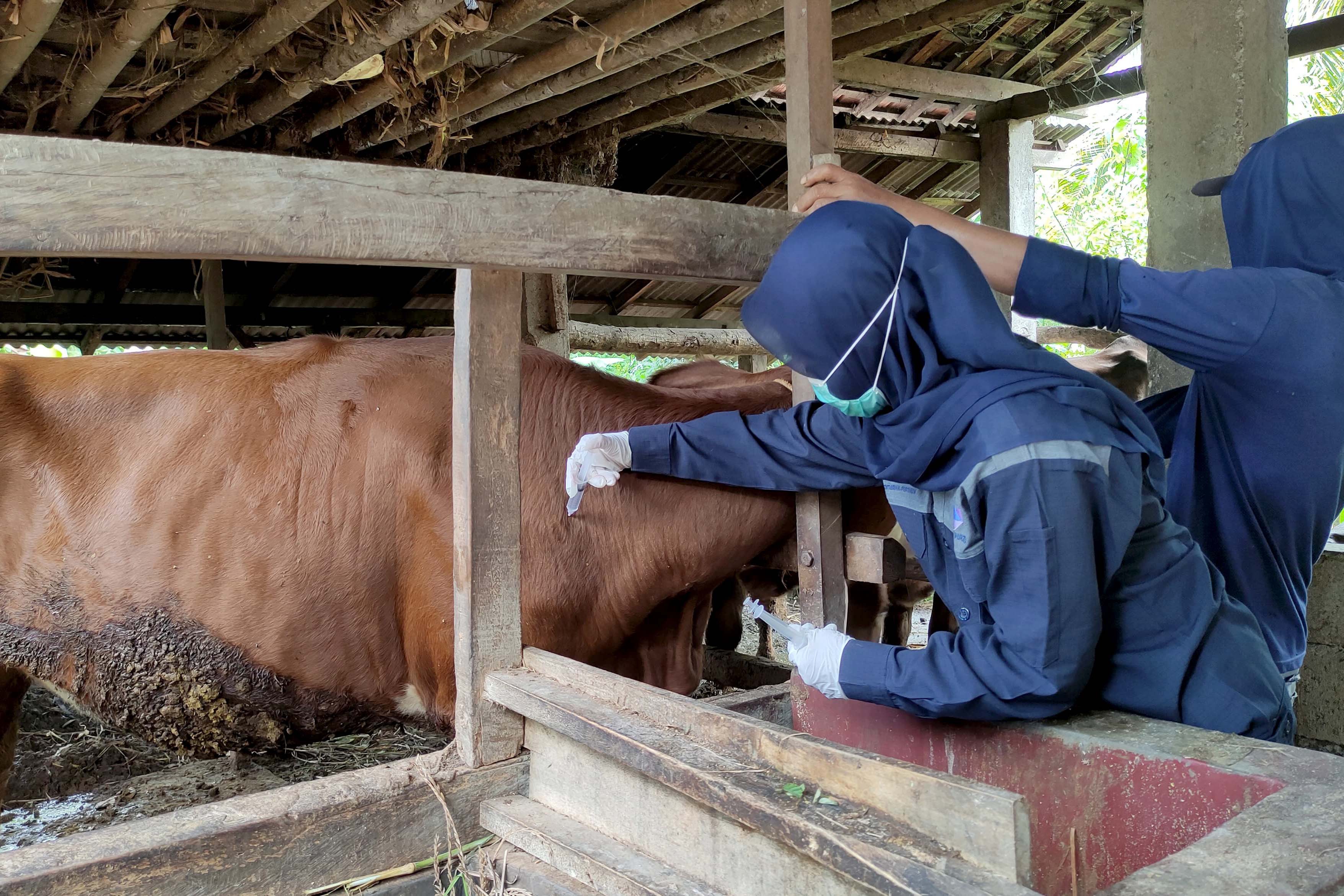 ILUSTRASI FOTO : Petugas DKPP Pacitan harus bekerja keras melaksanakan vaksinasi penyakit mulut dan kuku (PMK) karena tantangan medan berat dan sebaran hewan ternak.