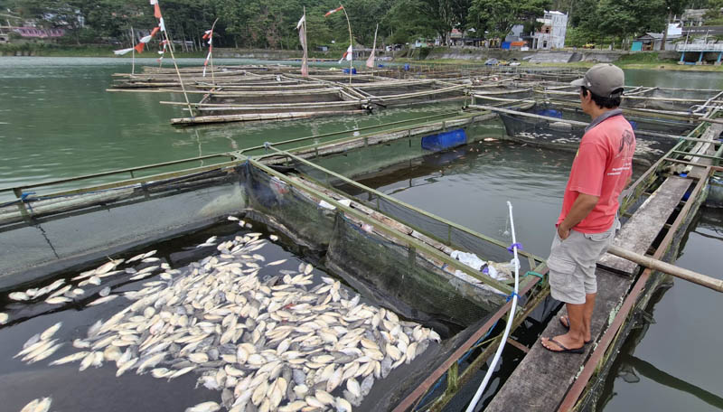 MENGAPUNG: Ribuan ikan nila di keramba apung Telaga Ngebel Ponorogo mati, peternak mengaku rugi.&nbsp;