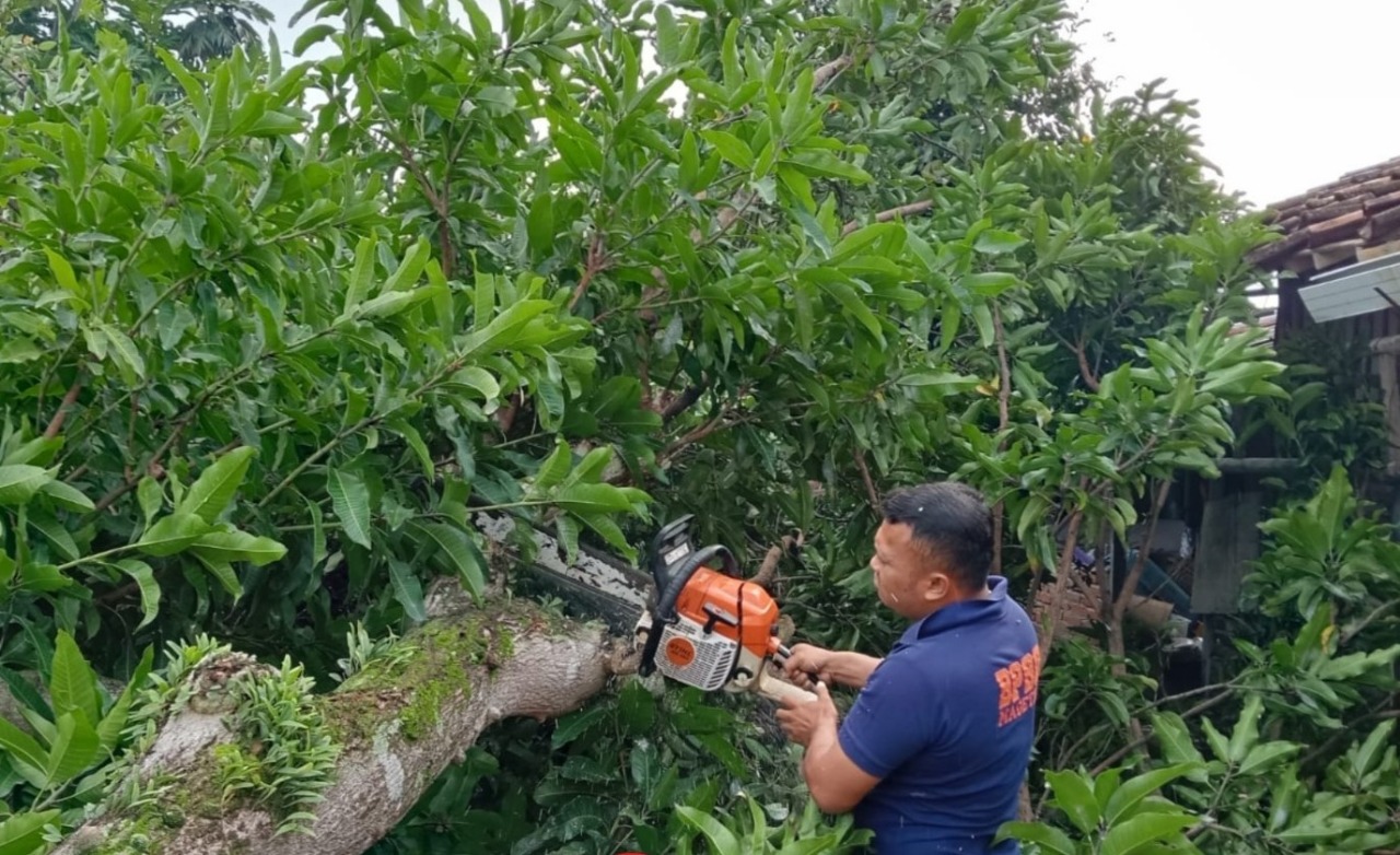 EVAKUASI: Petugas memangkas pohon tumbang yang menimpa kandang ternak warga Tawanganom, Magetan Kota, Jumat (7/2).