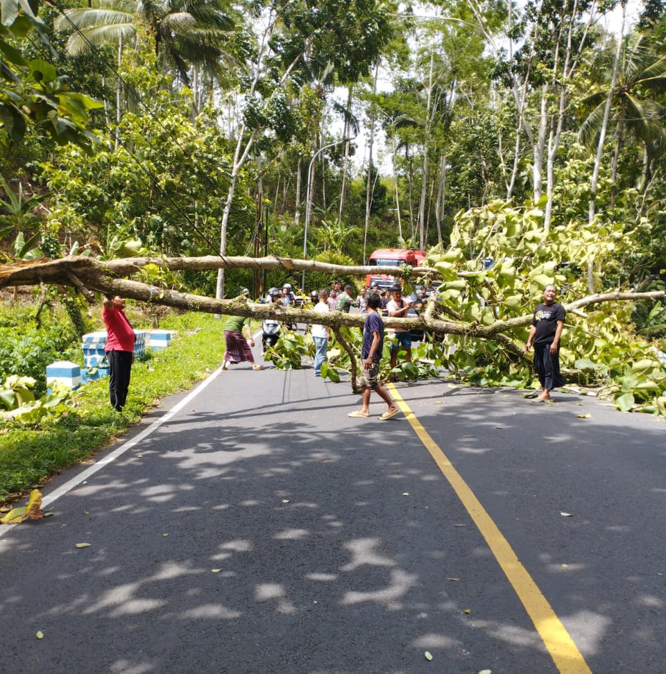 Pohon tumbang menutup akses Jalan Raya Pacitan-Solo pada Minggu (9/2). (ISTIMEWA)