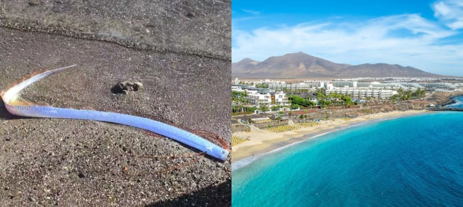 Ikan oarfish terdampar di pantai Kepulauan Canary