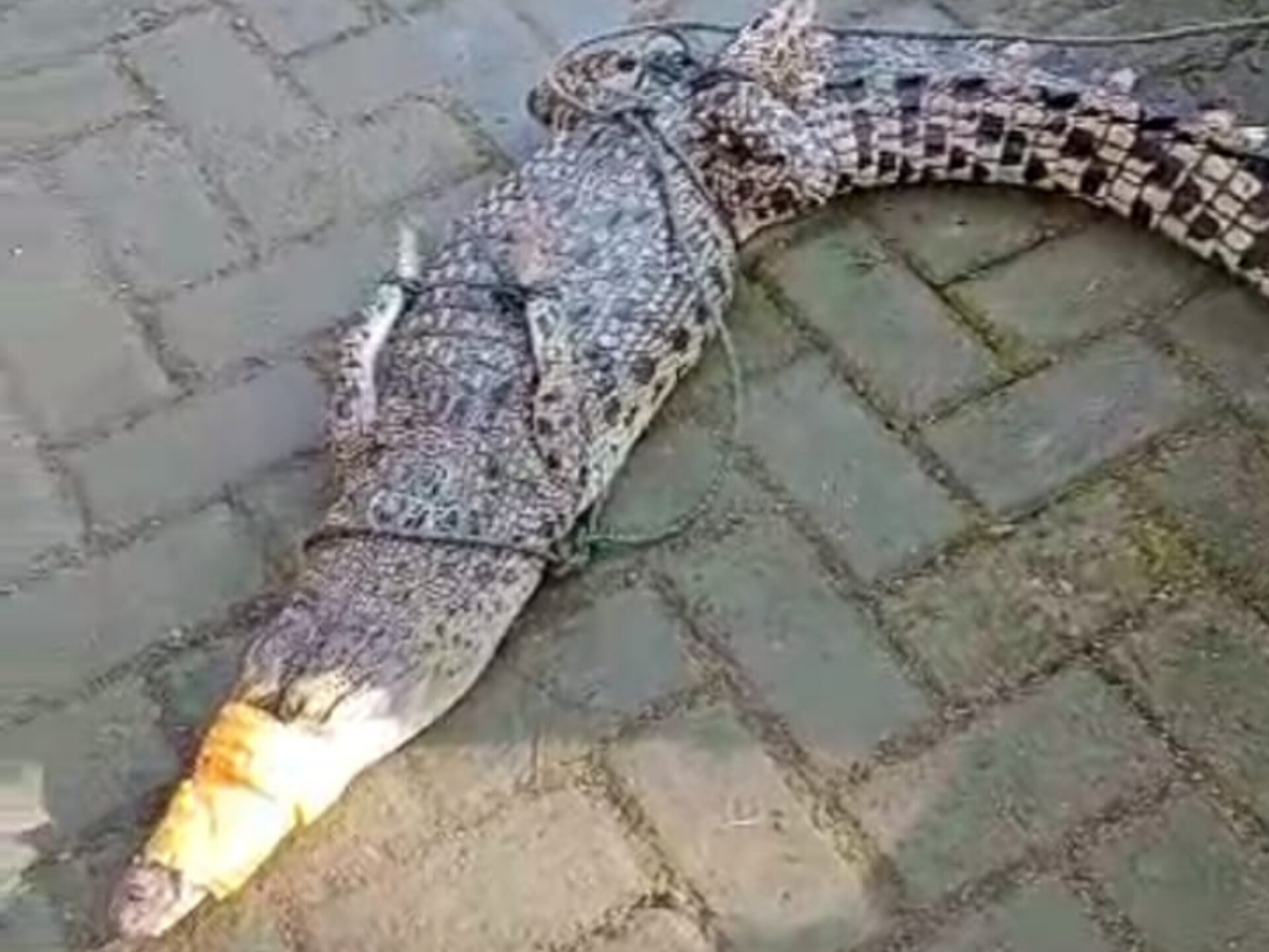 Buaya muara ditemukan di Sungai Grindulu.