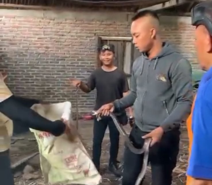 DIEVAKUASI: Relawan BPBD dan warga saat mengevakuasi puluhan ular kobra yang bersarang di rumah Karti, warga Desa Wonoasri.