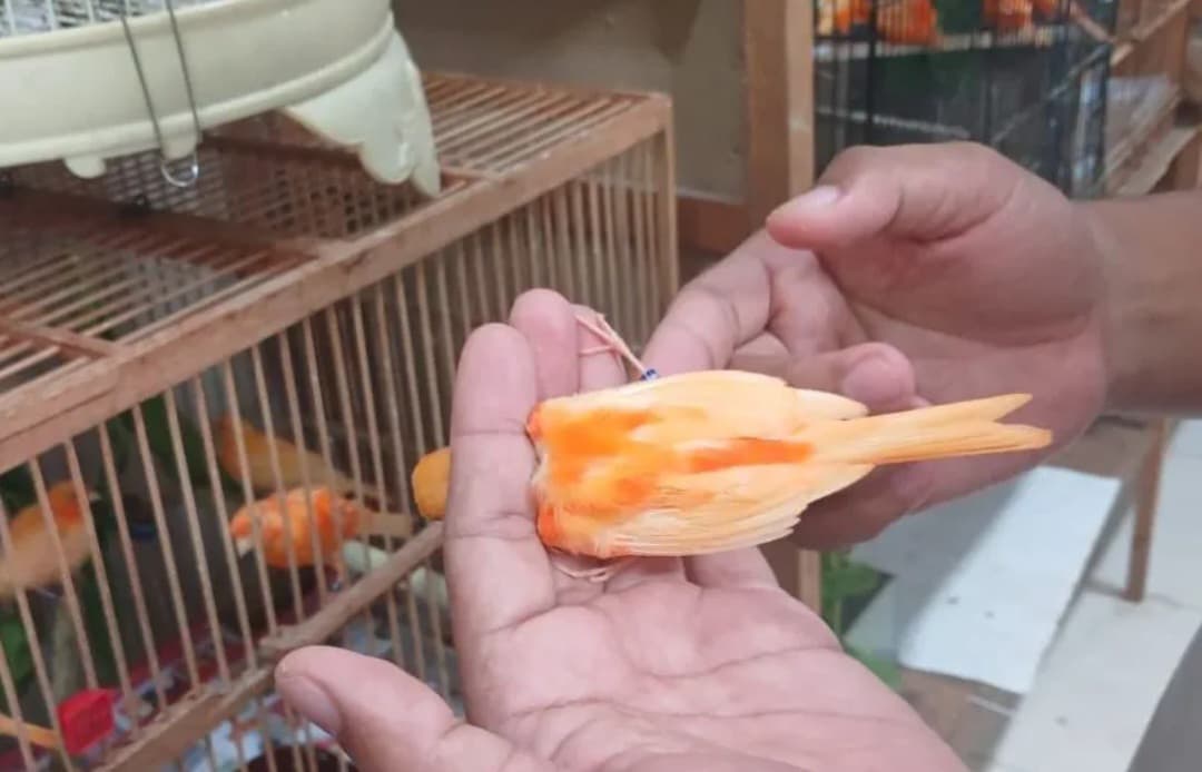 Burung kenari merah lokal yang dibudidayakan Hariadi, warga Kediri.