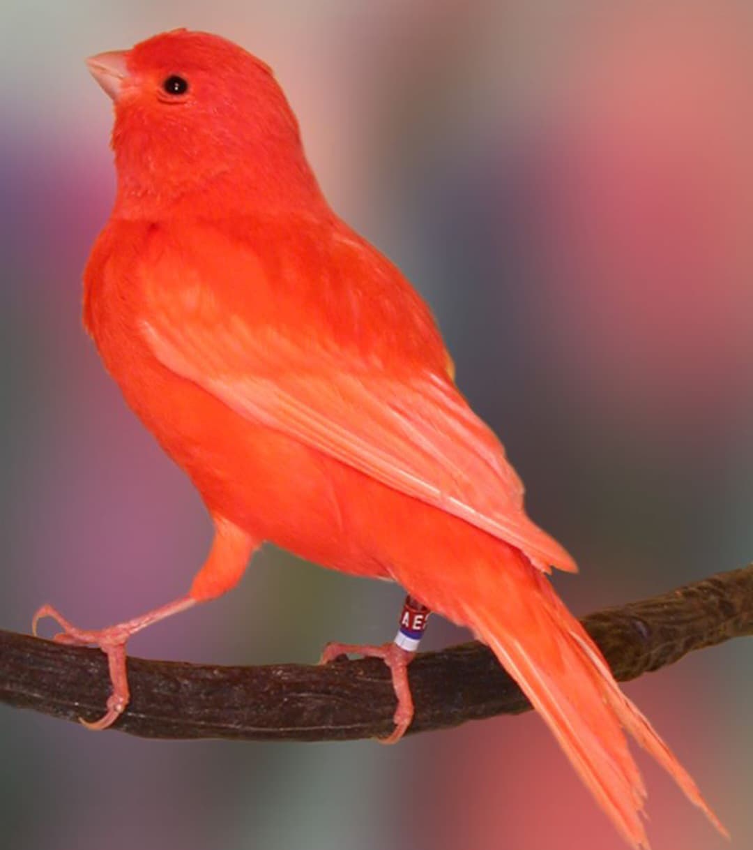 Kenari merah lokal