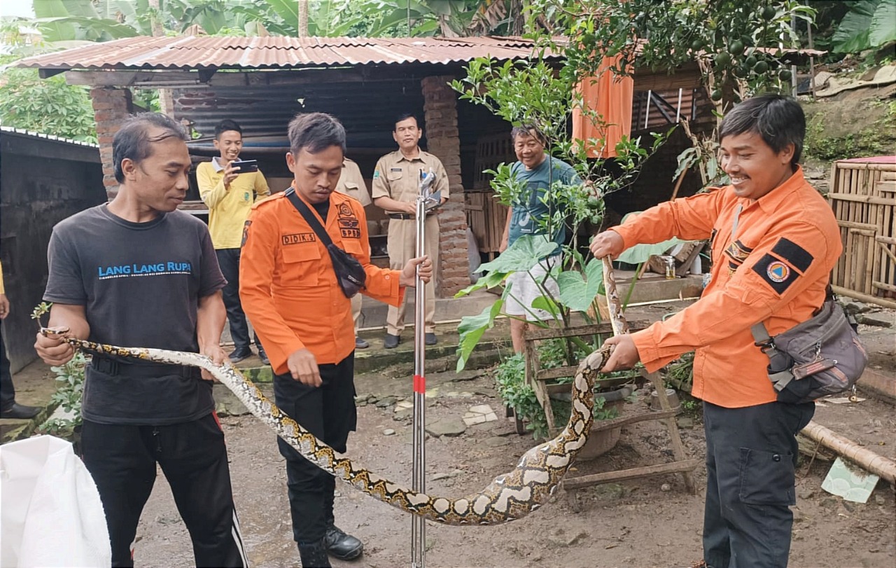 EVAKUASI: Petugas TRC BPBD Magetan mengevakuasi ular piton dari kandang ternak warga Bulukerto, Senin 3 Maret 2025.