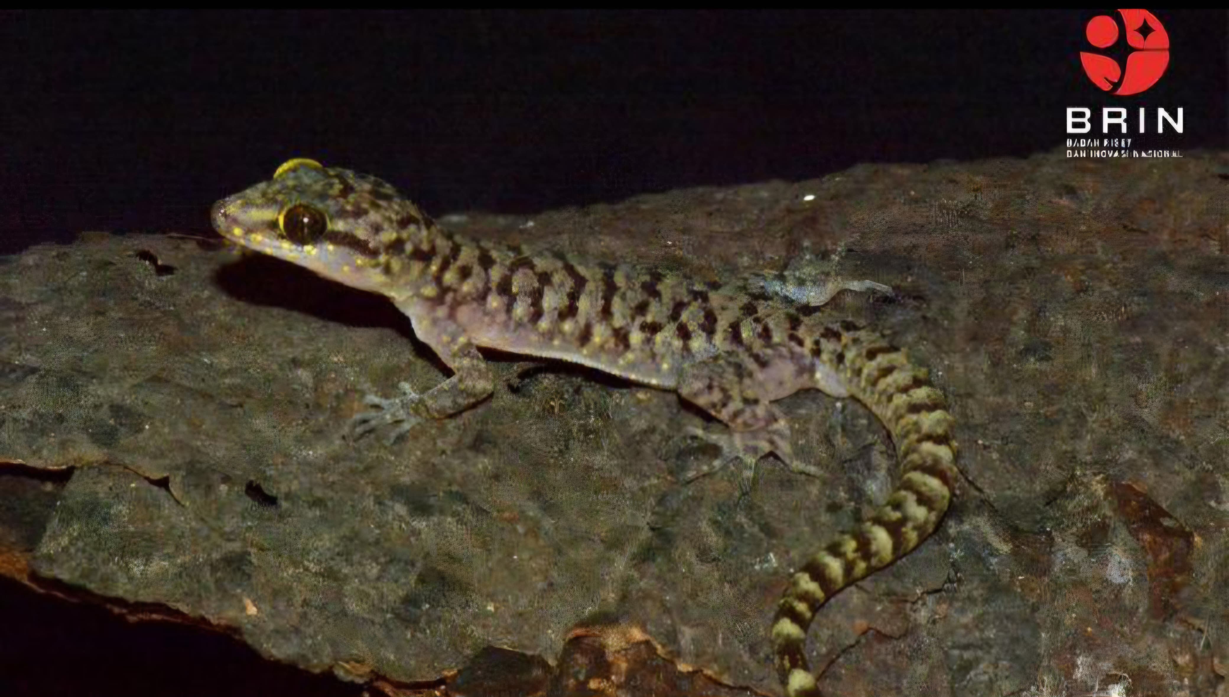 Spesies baru cecak jarilengkung, Cyrtodactylus pecelmadiun, dari Jawa Timur.