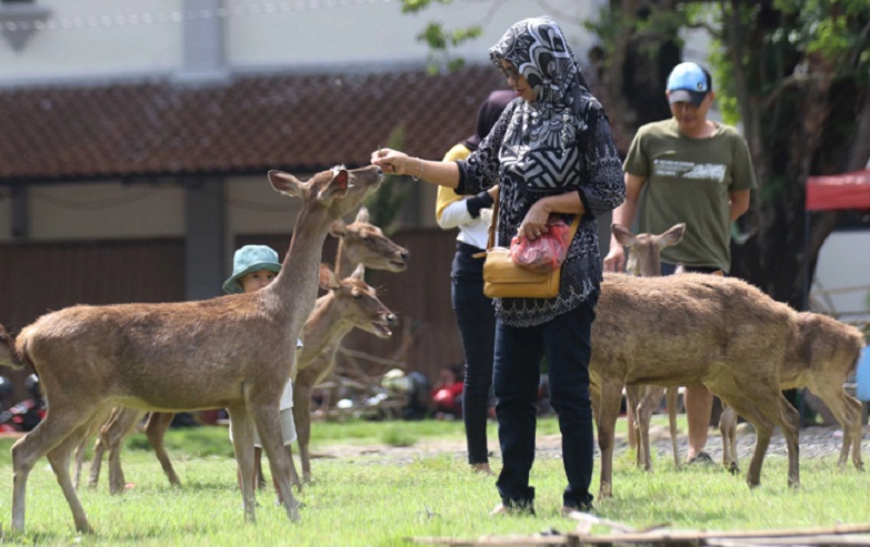 INTERAKSI: Pangunjung Taman Sriwedari Kota Solo bisa makani kidang sing wis lulut. (DOKUMEN/RADAR SOLO)