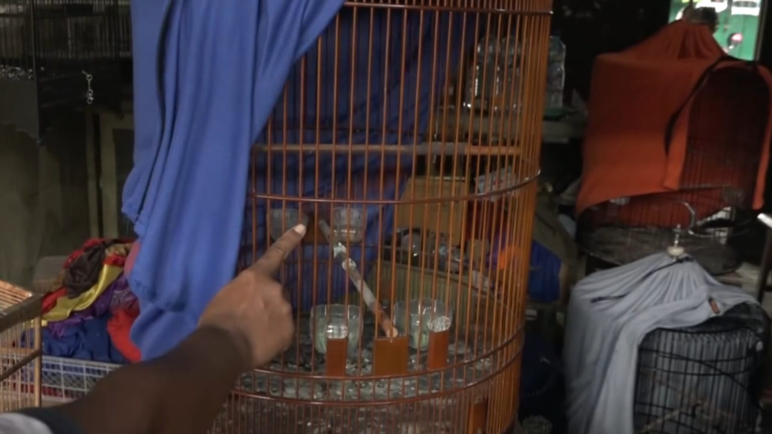 Beberapa ekor burung kicau senilai jutaan rupiah raib digondol maling di Pasar Srijaya Madiun. FOTO: Jawa Pos Radar Madiun