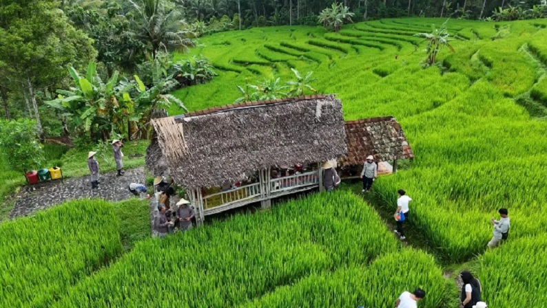 MEMPER UBUD: Sawah Terasering Kyai Alihan Kulonprogo. (DOKUMEN/RADAR JOGJA)