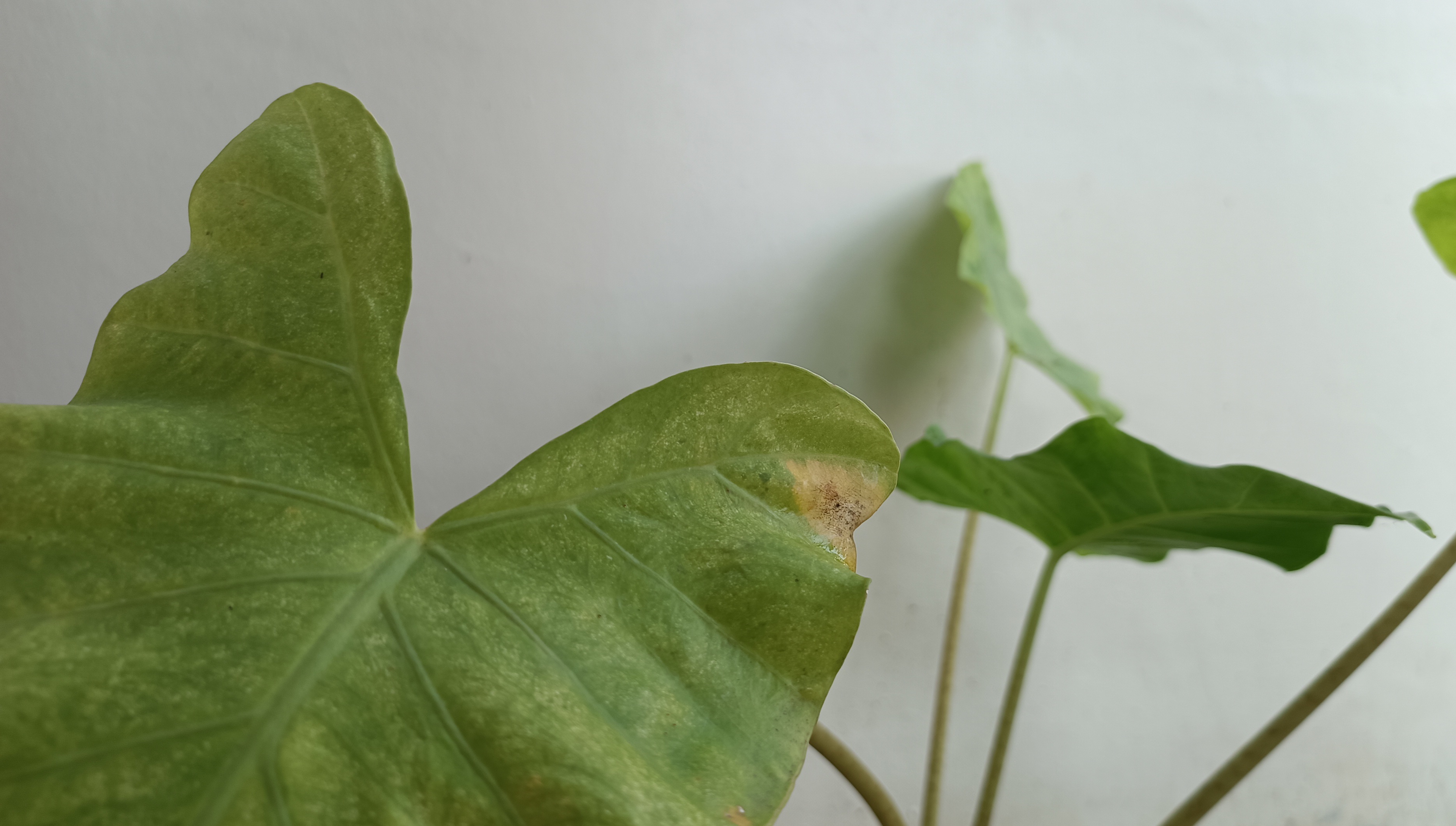Bercak hitam dan menguning pada daun talas hias.