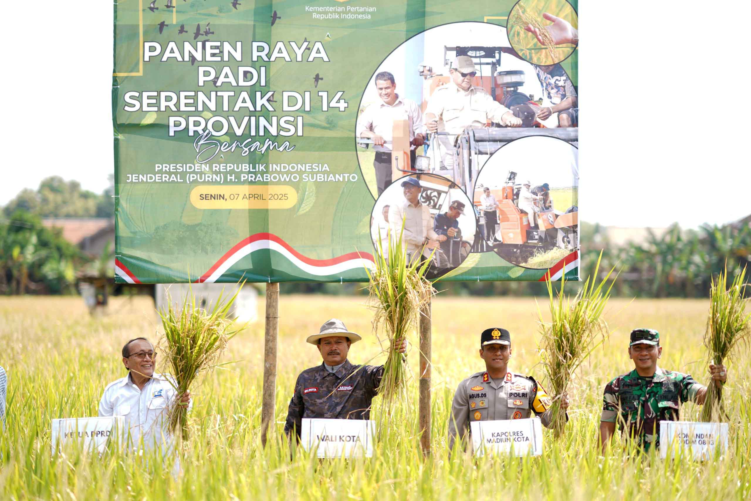 PERTANIAN: Wali Kota Madiun Maidi ikut ambil bagian dalam panen raya serentak di Manisrejo, 7 April 2025.
