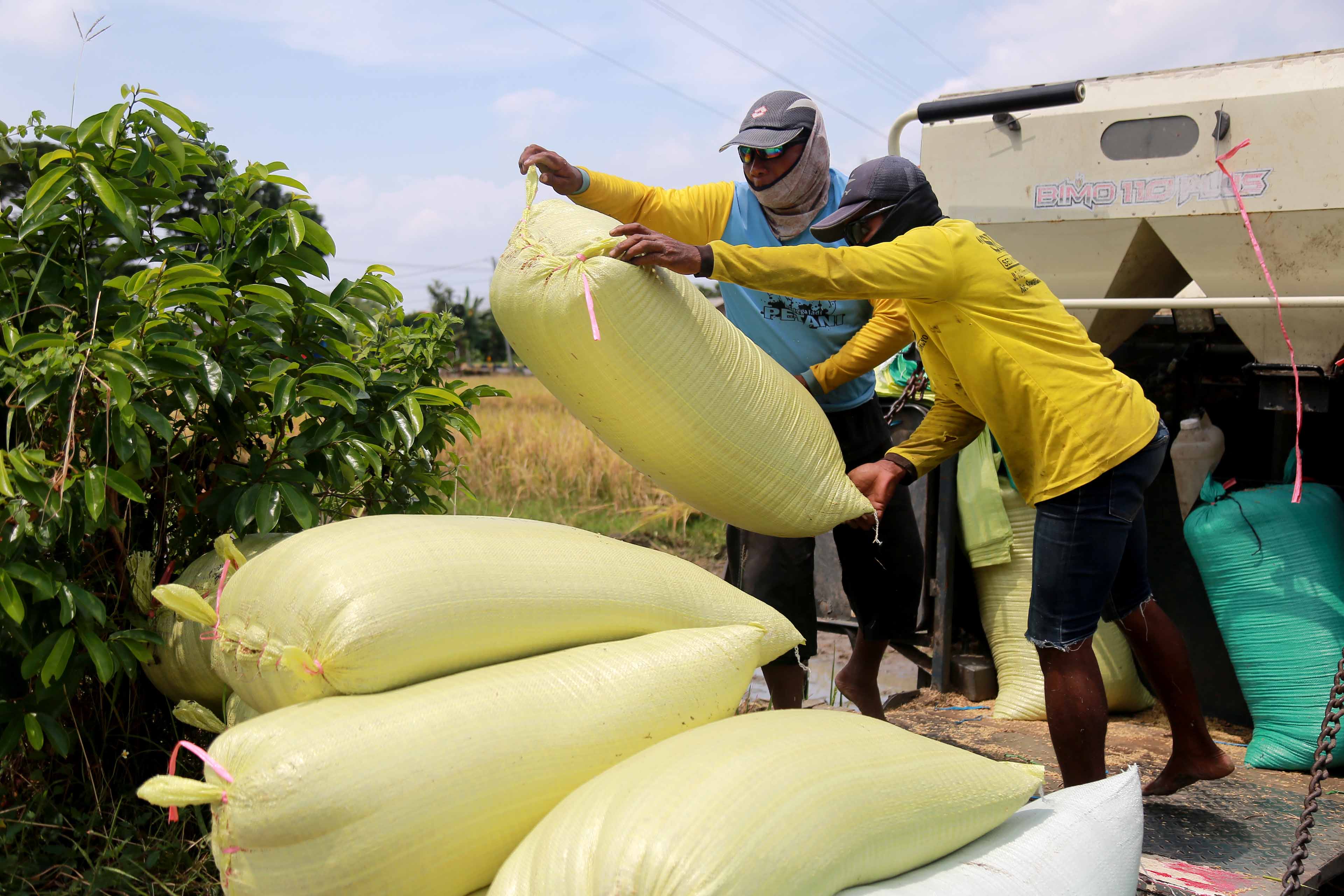 Para petani di Kota Madiun mulai memasuki masa panen raya bulan ini. Sebagian besar gabah mereka diserap oleh Bulog.
