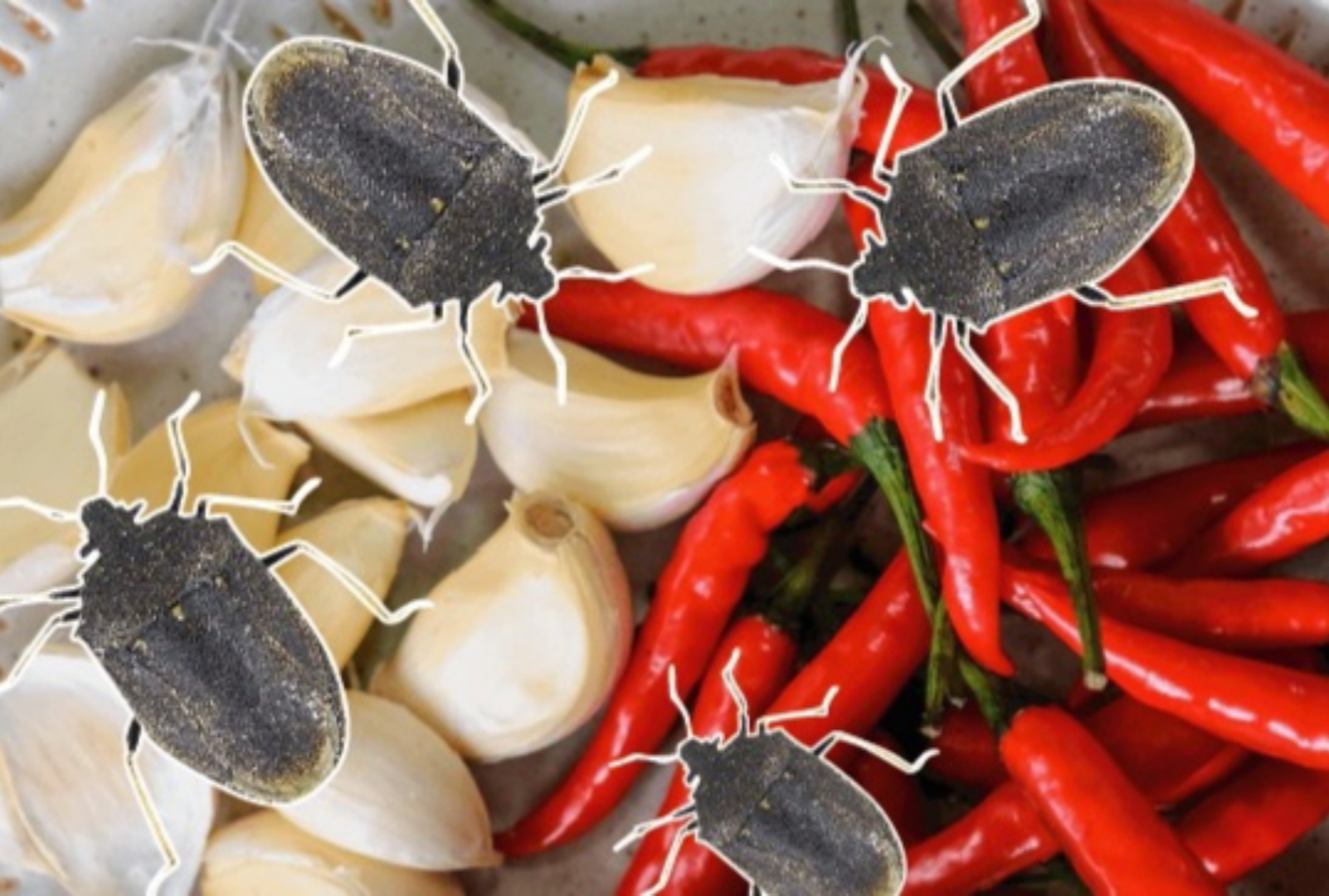 Ilustrasi sambel kepik yang viral.