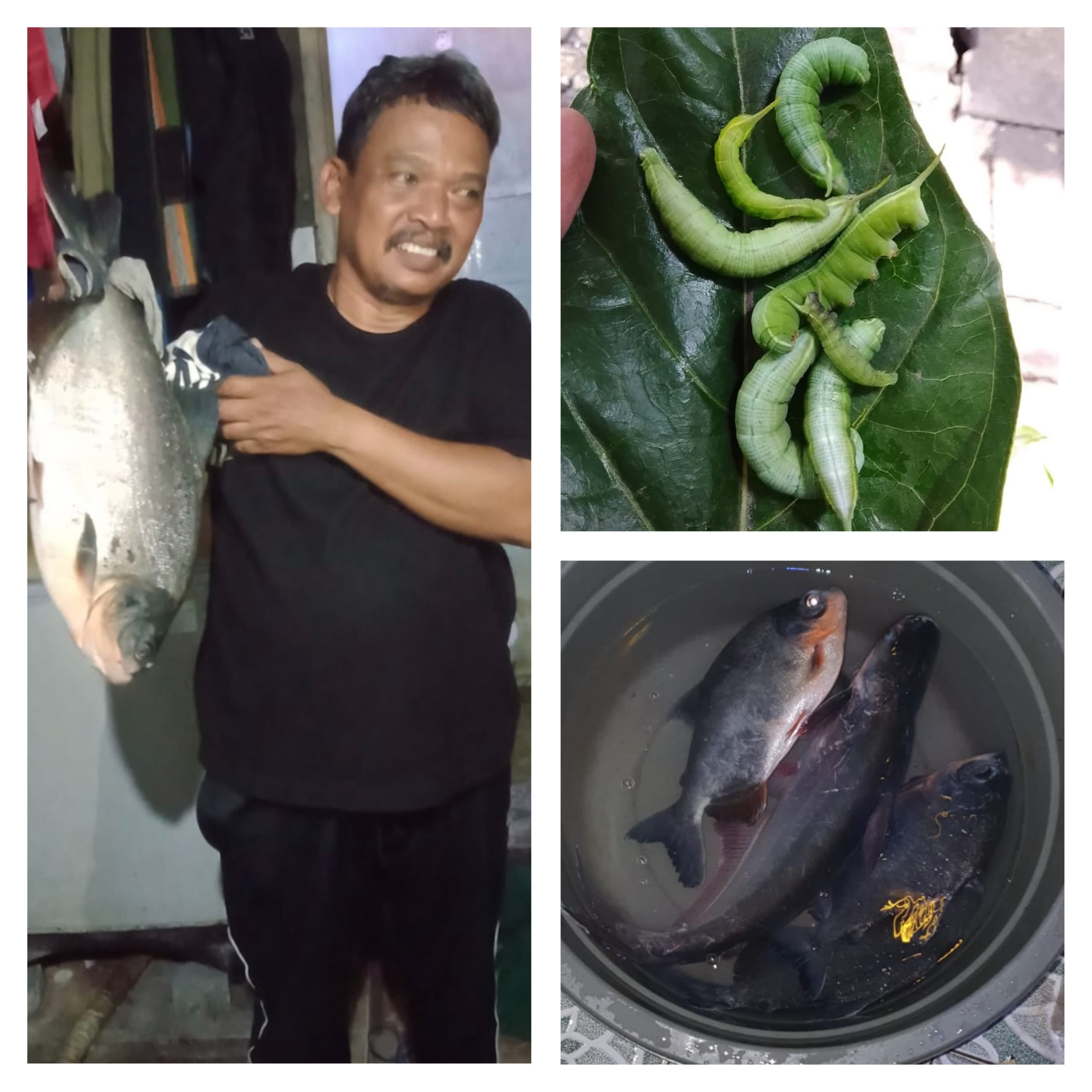 Ulat memgkudu bisa jadi umpan yang gacor buat memancing ikan bawal.