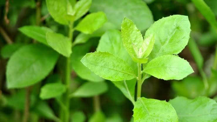 Daun beluntas kaya manfaat untuk kesehatan dan dapat mencegah bau badan.