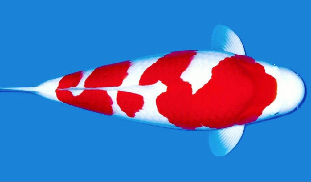 Koi Kohaku dengan warna khas yang begitu indah dan seksi.
