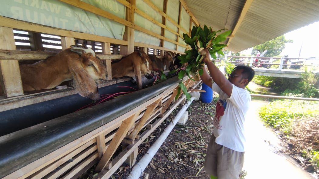 TERNAK KAMBING: Melalui BUMDes, pengelolaan ternak kambing dilakukan dengan baik dan semakin produktif.