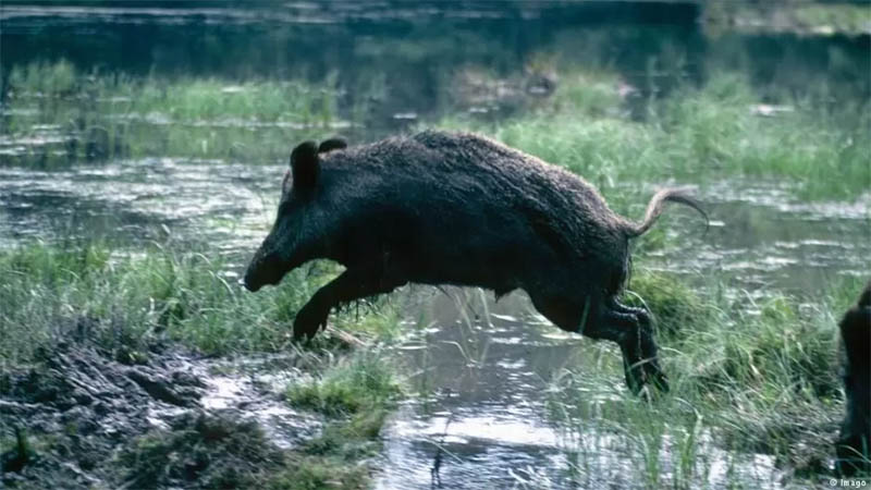 Ilustrasi Foto : Pasutri  di Dusun Gendir, Desa Klungkung, Kecamatan Sukorambi, Jember dilaporkan diserang babi hutan saat hendak mandi bersama, Selasa 22 April 2025.